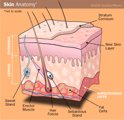 Layer of Skin