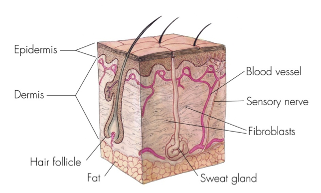 How Do Scars Occur?